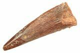 Fossil Pterosaur (Siroccopteryx) Tooth - Morocco #297019-1